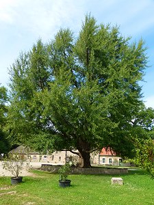 Ginkgo-Baum, auch Ginko-Baum in der Schlossanlage Goseck