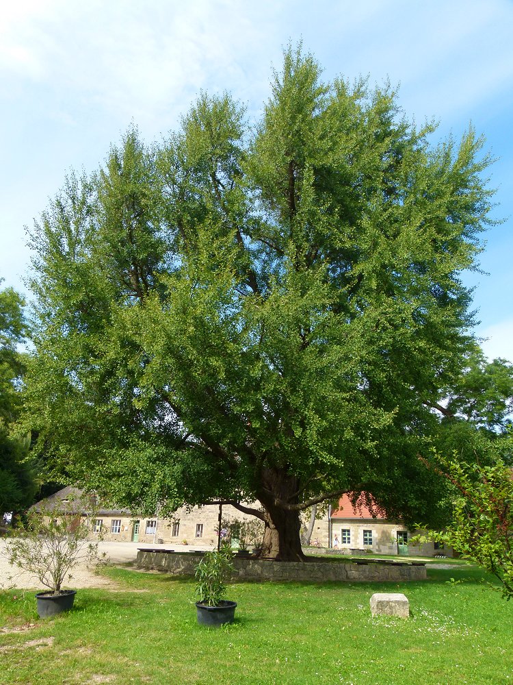 Ginkgo-Baum bzw. Ginko-Baum im Schloss Goseck