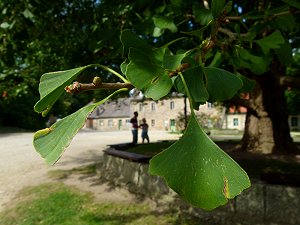 Ginkgo-Blatt, auch Ginko-Blatt