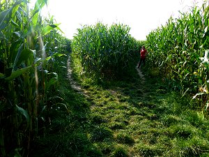 Im Mais-Labyrinth bei Arzberg im Fichtelgebirge